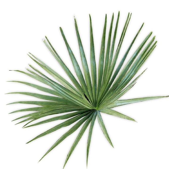 Saw Palmetto - Zesummesetzung UltraMax Testo Enhancer